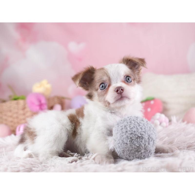 販売中の埼玉県のチワワ(ロングコート)-455150の11枚目