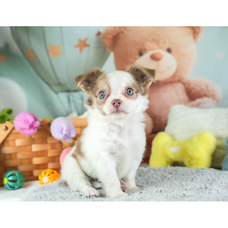 販売中の埼玉県のチワワ(ロングコート)-455150の10枚目