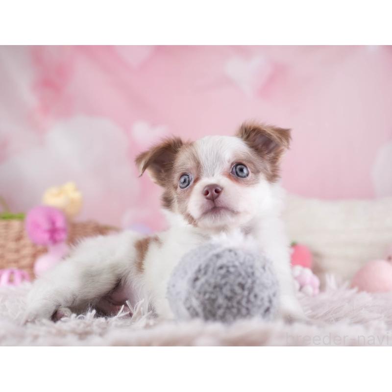 販売中の埼玉県のチワワ(ロングコート)-455150の9枚目