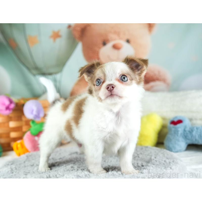 販売中の埼玉県のチワワ(ロングコート)-455150の8枚目