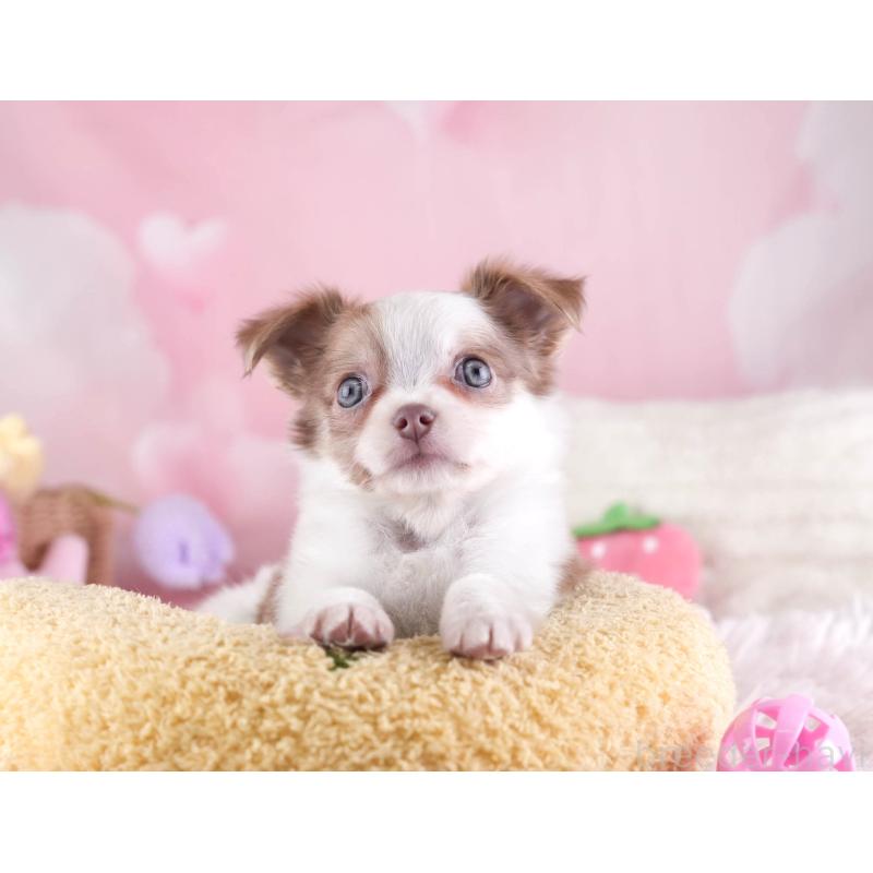 販売中の埼玉県のチワワ(ロングコート)-455150の7枚目