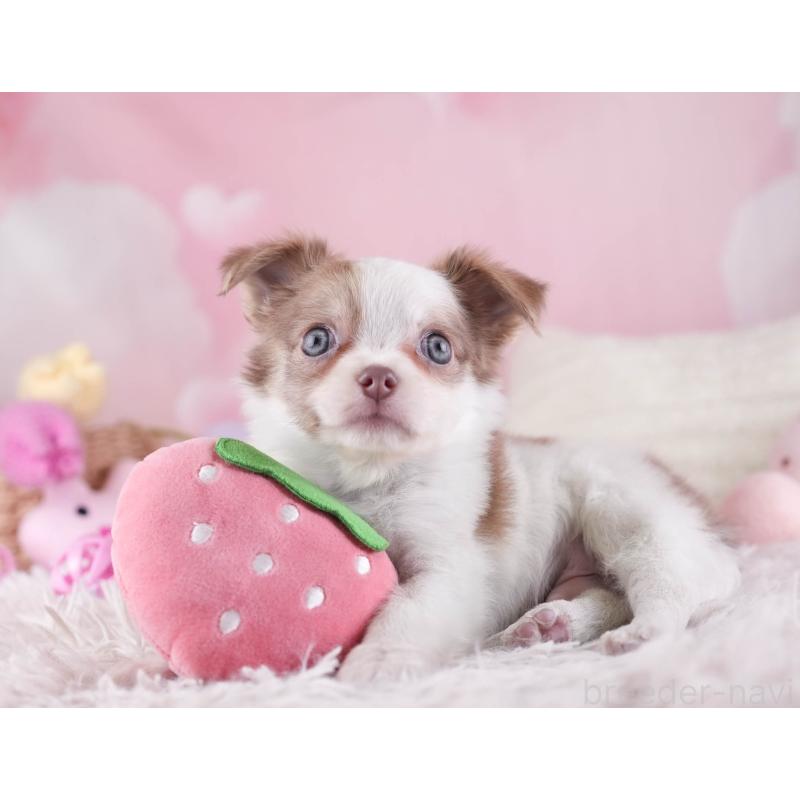 販売中の埼玉県のチワワ(ロングコート)-455150の6枚目