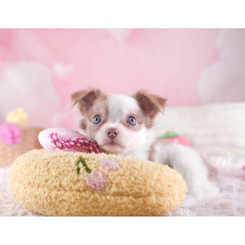 販売中の埼玉県のチワワ(ロングコート)-455150の4枚目