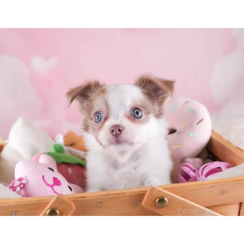 販売中の埼玉県のチワワ(ロングコート)-455150の3枚目