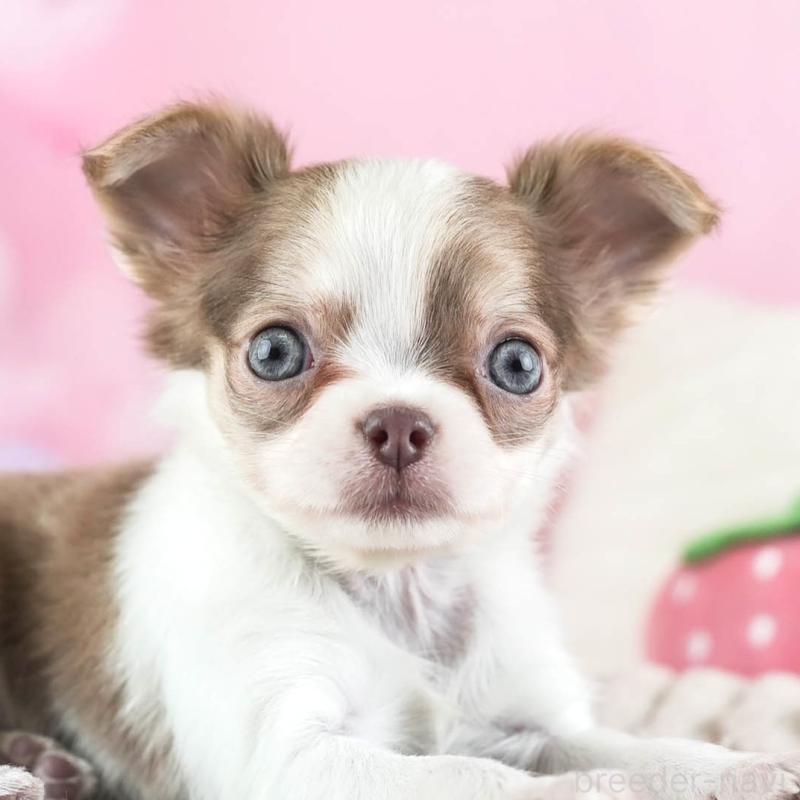 販売中の埼玉県のチワワ(ロングコート)-455149