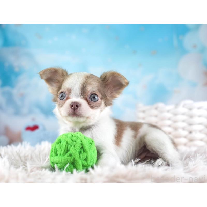 販売中の埼玉県のチワワ(ロングコート)-455149の11枚目