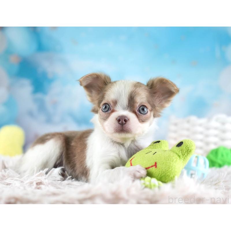 販売中の埼玉県のチワワ(ロングコート)-455149の10枚目