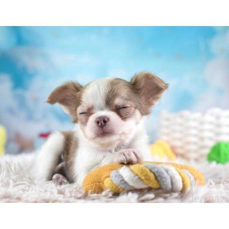 販売中の埼玉県のチワワ(ロングコート)-455149の9枚目