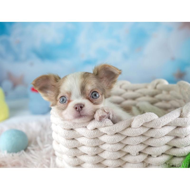 販売中の埼玉県のチワワ(ロングコート)-455149の8枚目