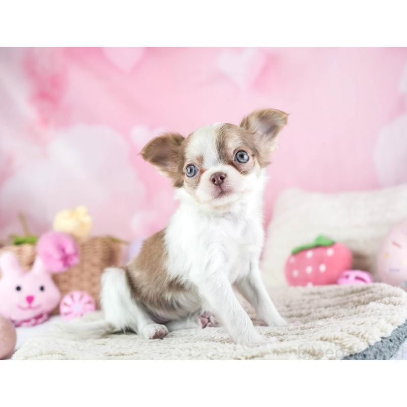 販売中の埼玉県のチワワ(ロングコート)-455149の7枚目