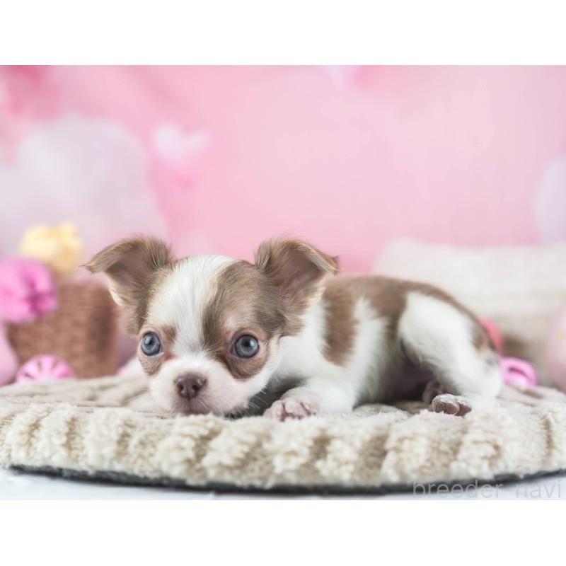 販売中の埼玉県のチワワ(ロングコート)-455149の6枚目