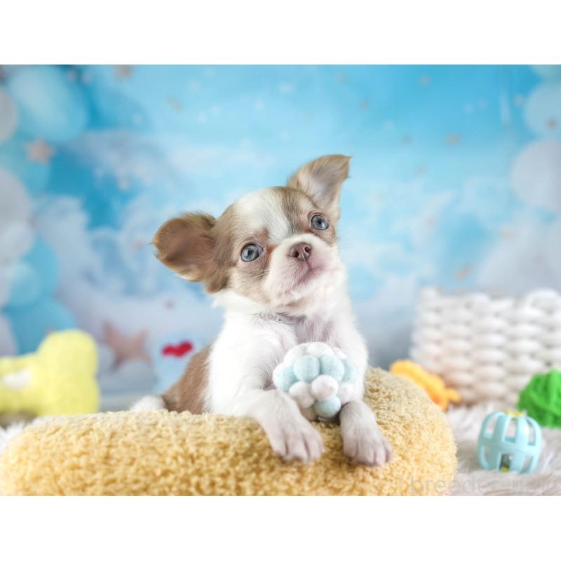 販売中の埼玉県のチワワ(ロングコート)-455149の5枚目