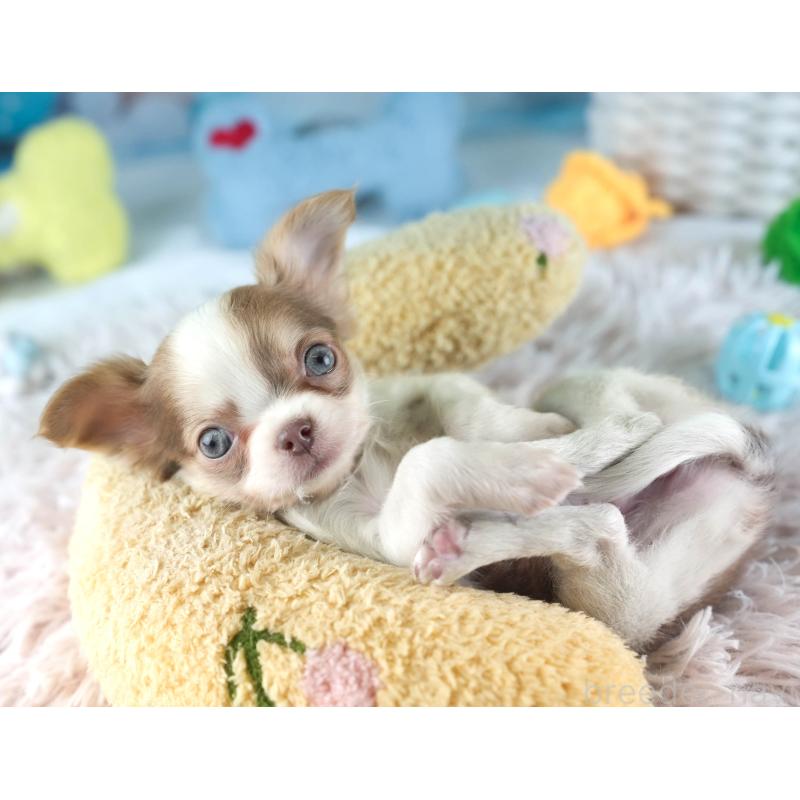 販売中の埼玉県のチワワ(ロングコート)-455149の4枚目