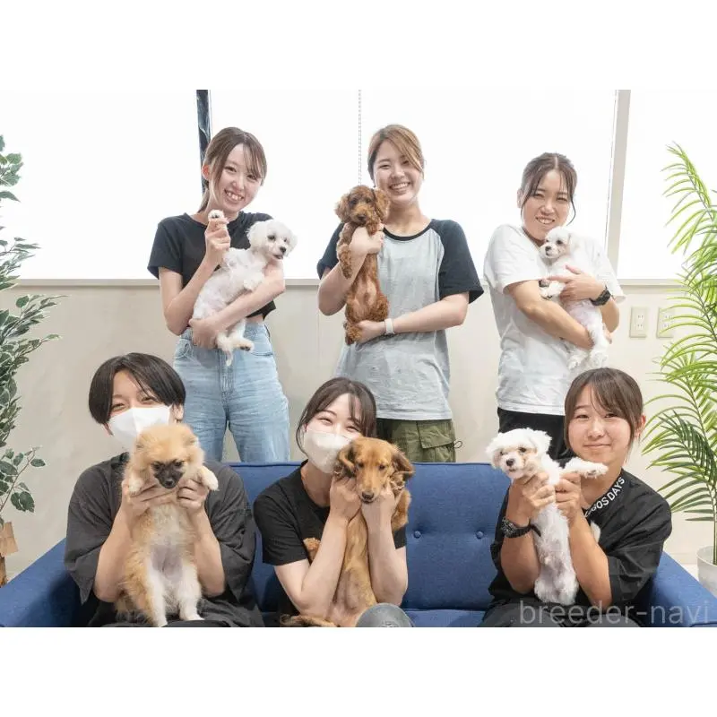 販売中の埼玉県のチワズー:チワワ×シーズー-455148の16枚目