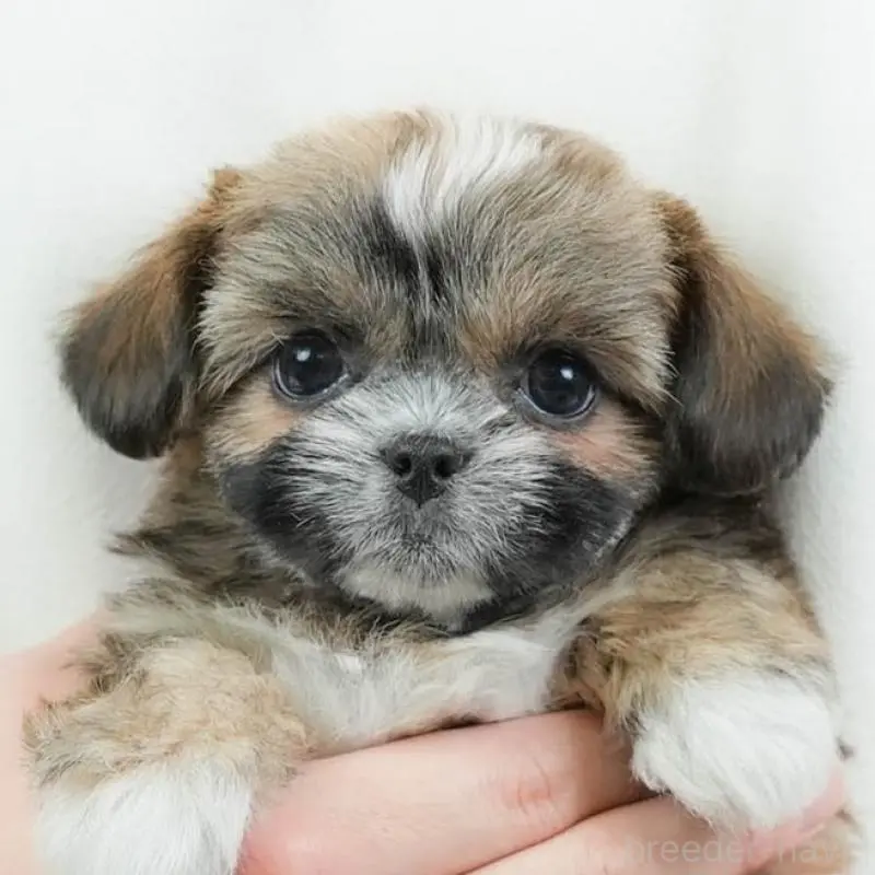 販売中の埼玉県のチワズー:チワワ×シーズー-455148