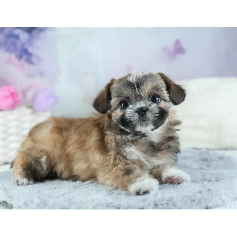 販売中の埼玉県のチワズー:チワワ×シーズー-455148の11枚目