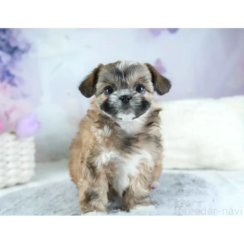 販売中の埼玉県のチワズー:チワワ×シーズー-455148の10枚目