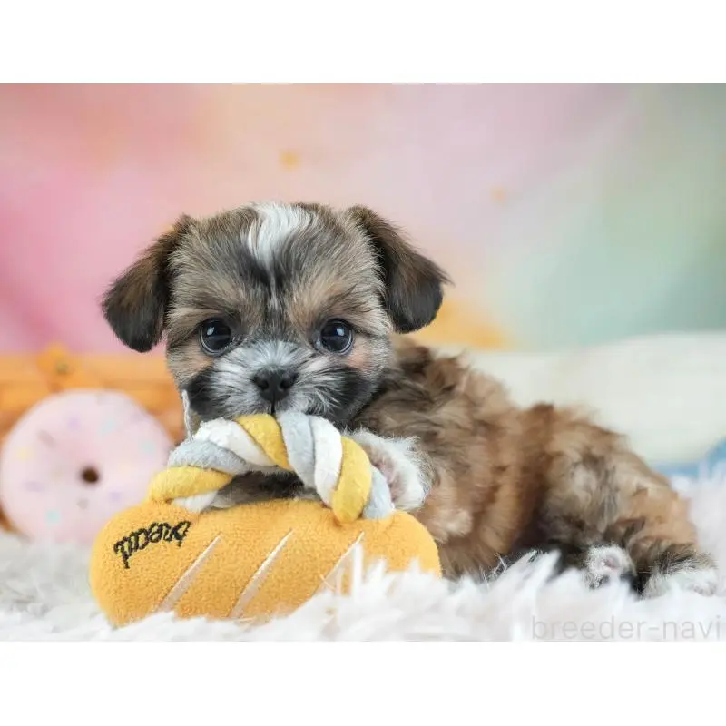 販売中の埼玉県のチワズー:チワワ×シーズー-455148の9枚目