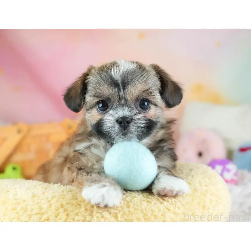 販売中の埼玉県のチワズー:チワワ×シーズー-455148の8枚目