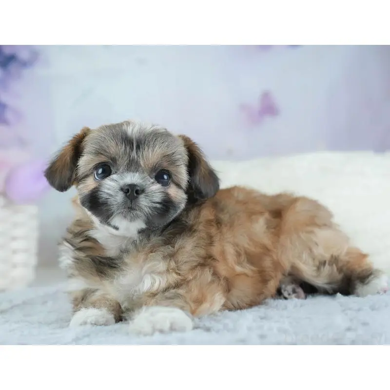 販売中の埼玉県のチワズー:チワワ×シーズー-455148の7枚目