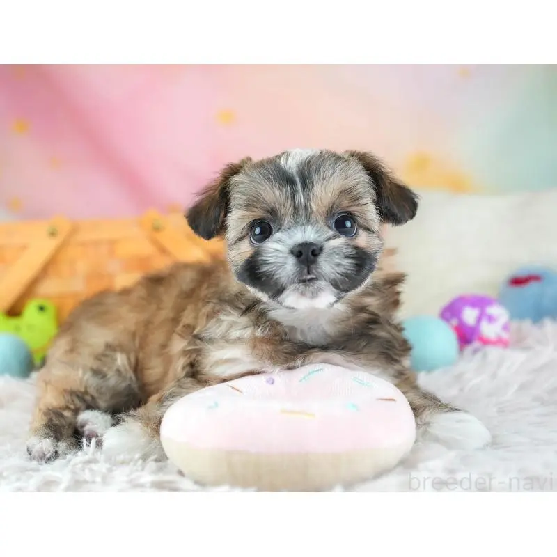 販売中の埼玉県のチワズー:チワワ×シーズー-455148の5枚目