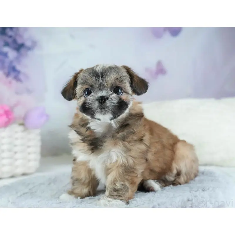 販売中の埼玉県のチワズー:チワワ×シーズー-455148の4枚目