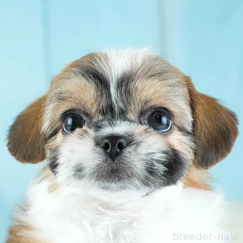 販売中の埼玉県のチワズー:チワワ×シーズー-455147