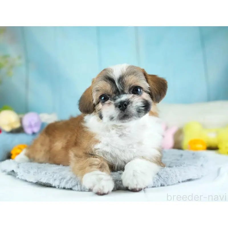 販売中の埼玉県のチワズー:チワワ×シーズー-455147の11枚目