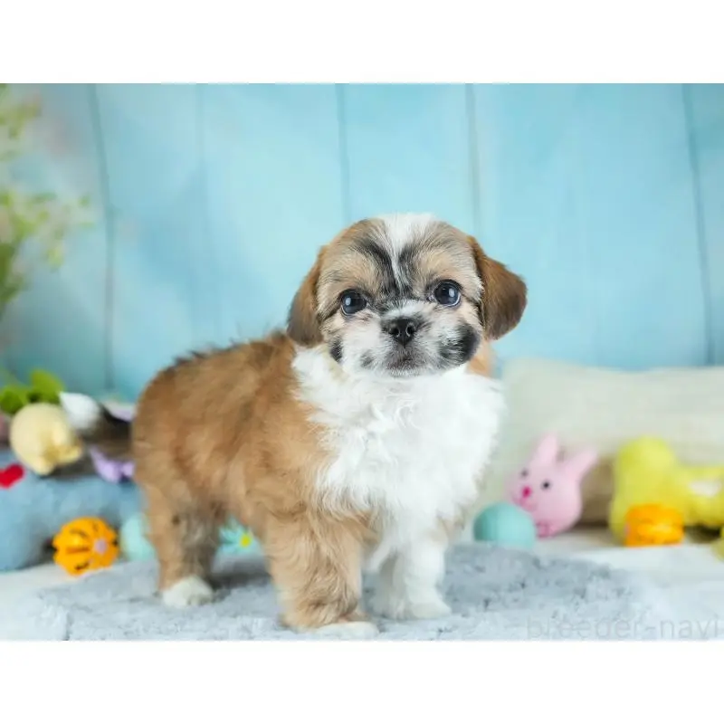 販売中の埼玉県のチワズー:チワワ×シーズー-455147の9枚目