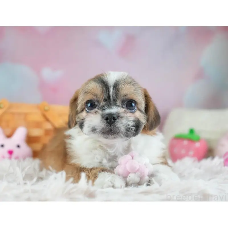 販売中の埼玉県のチワズー:チワワ×シーズー-455147の8枚目