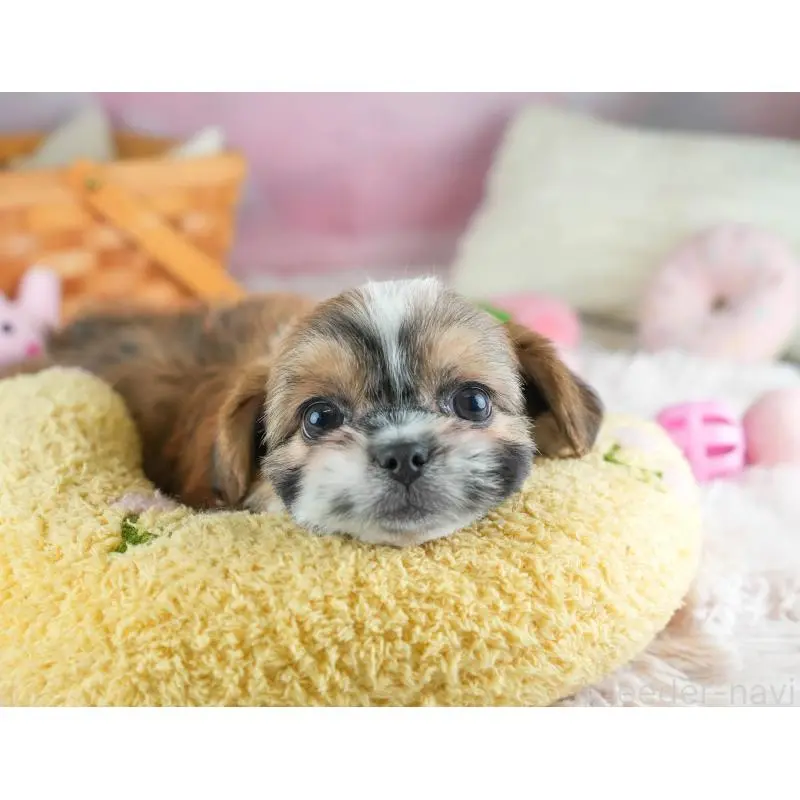 販売中の埼玉県のチワズー:チワワ×シーズー-455147の7枚目