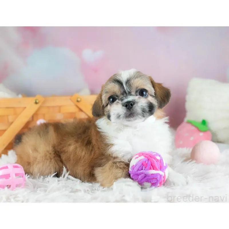 販売中の埼玉県のチワズー:チワワ×シーズー-455147の6枚目