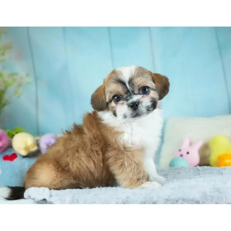 販売中の埼玉県のチワズー:チワワ×シーズー-455147の5枚目