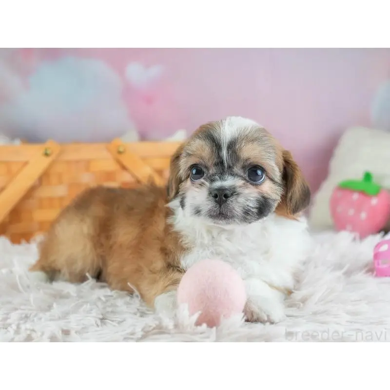 販売中の埼玉県のチワズー:チワワ×シーズー-455147の4枚目