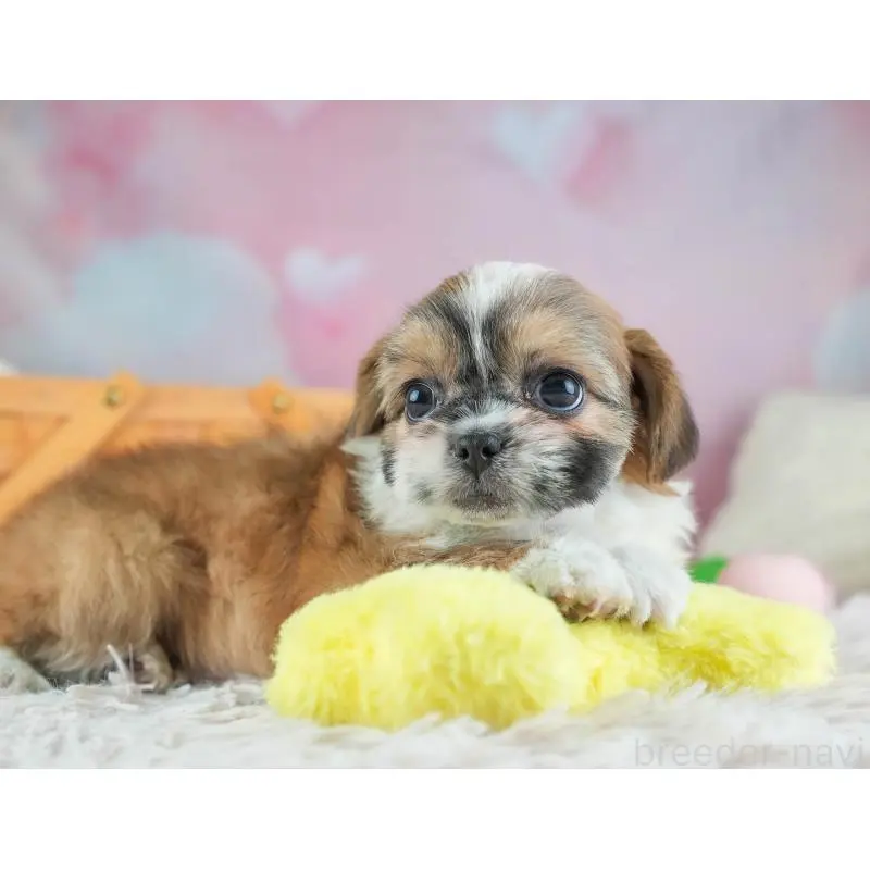 販売中の埼玉県のチワズー:チワワ×シーズー-455147の3枚目