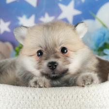 ♀︎ポメラニアン