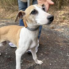 ♀︎ウィペット