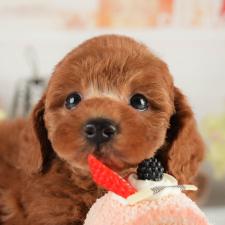 オンライン見学