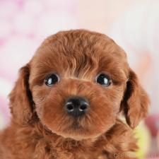 ♀︎トイプードル