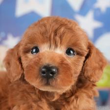 ♀︎トイプードル