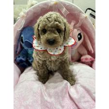 トイプードルの子犬