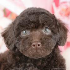 ♀︎トイプードル