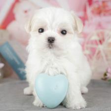 ♀︎マルチーズ