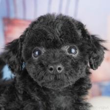 オンライン見学