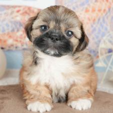 ♀︎ミックス犬