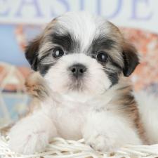 オンライン見学