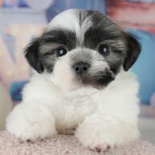 オンライン見学