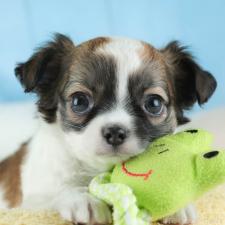 オンライン見学