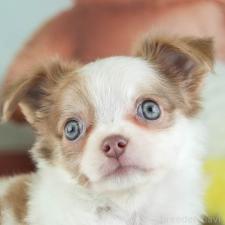 ♀︎チワワ(ロングコート)