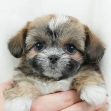 オンライン見学